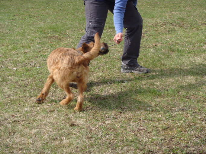 Spielen mit Hund © Hundeschule gooddog