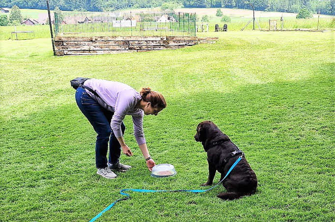 Anti-Giftköder-Kurs @ Hundeschule gooddog