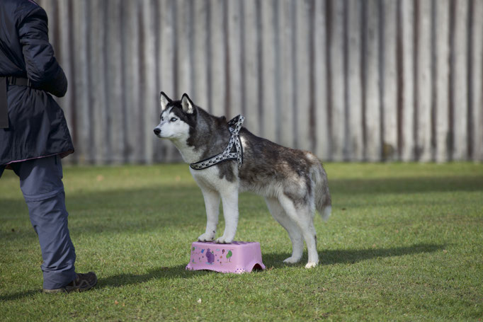 Hundeplausch/Plauschgruppe © Hundeschule gooddog