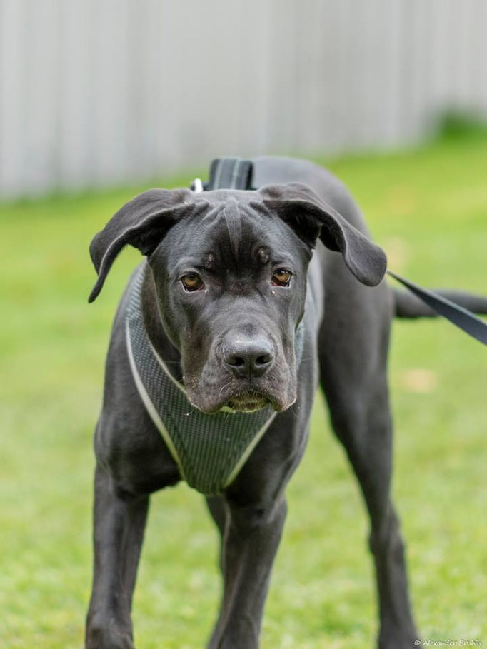 Junghundekurs © Hundeschule gooddog