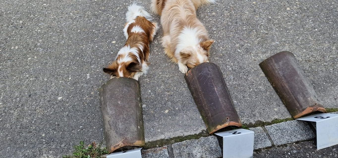 Objektsuche © Hundeschule gooddog