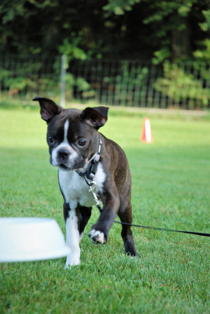Zwergligruppe/Zwerghunde © Hundeschule gooddog