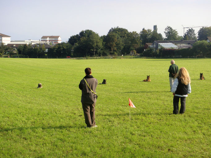 Begleithund/Obedience © Hundeschule gooddog