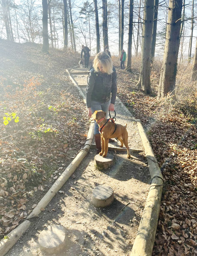 Lernspaziergänge © Hundeschule gooddog