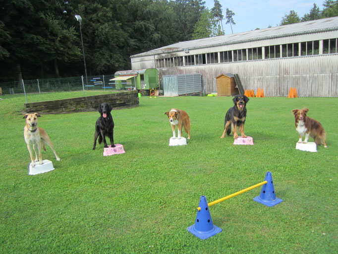 Hundeplausch/Plauschgruppe © Hundeschule gooddog