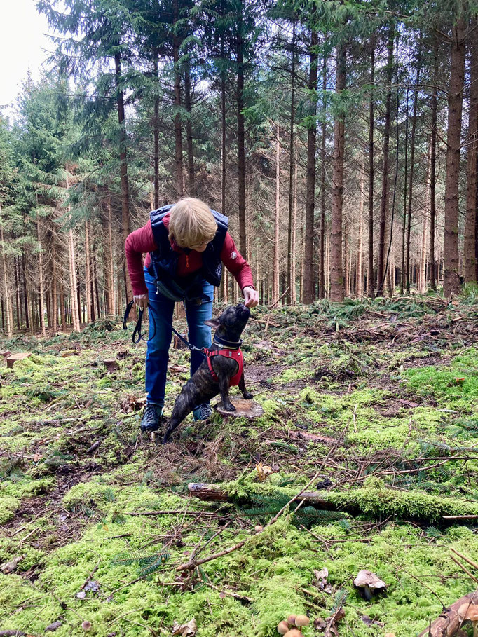 Lernspaziergänge © Hundeschule gooddog