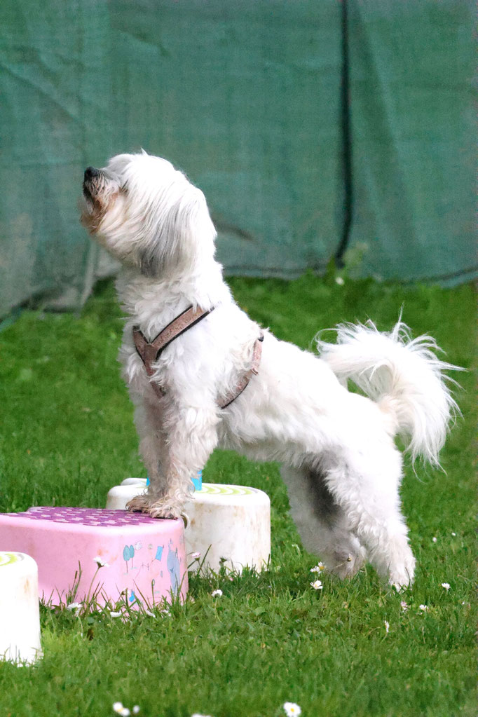 Hundeplausch/Plauschgruppe © Hundeschule gooddog