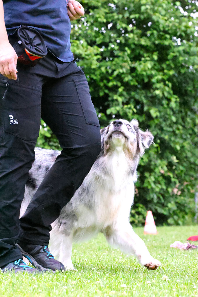 Begleithund/Obedience © Hundeschule gooddog
