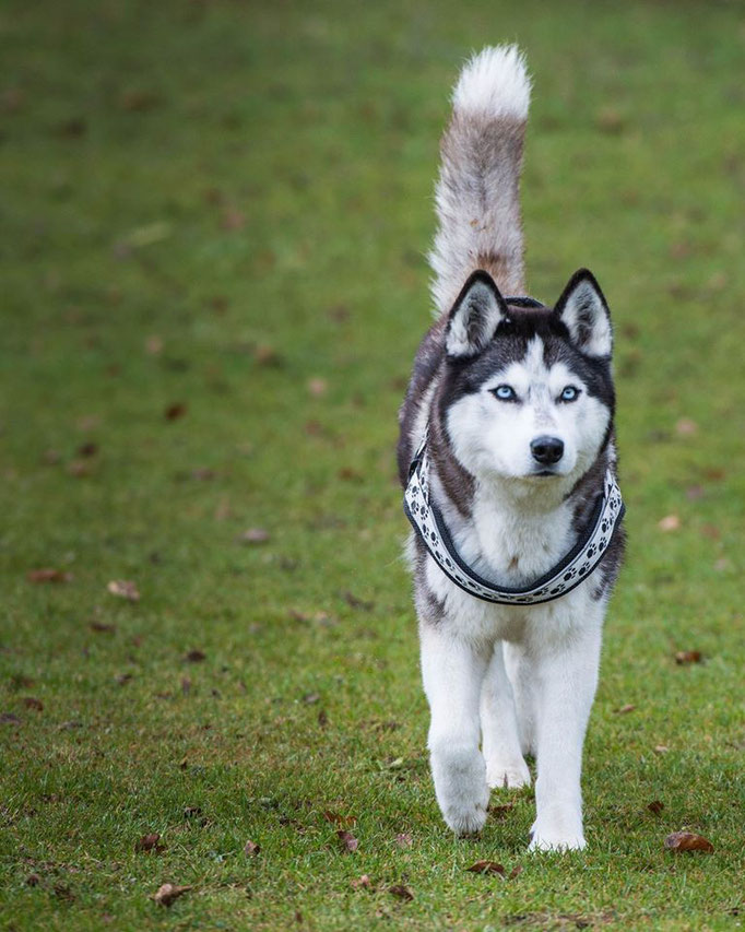 Anti-Giftköder-Kurs @ Hundeschule gooddog