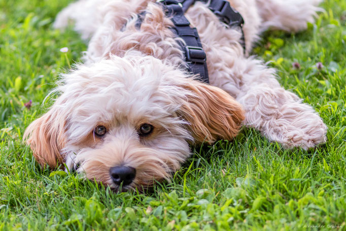 Junghundekurs © Hundeschule gooddog
