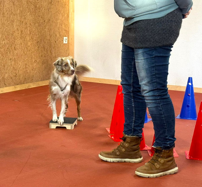 Fitness Loops © Hundeschule gooddog