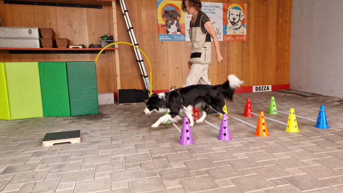 Fitness Loops © Hundeschule gooddog