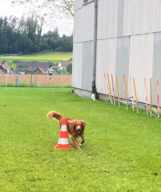 Begleithund/Obedience © Hundeschule gooddog
