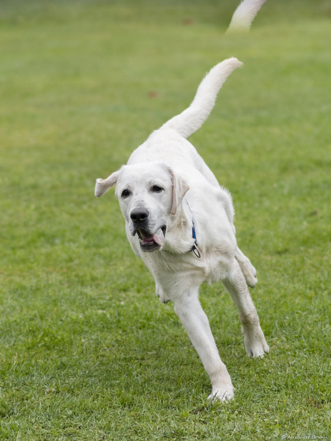 Rückruftraining © Hundeschule gooddog