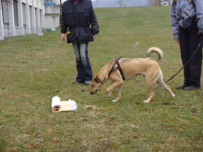 Spielen mit Hund © Hundeschule gooddog