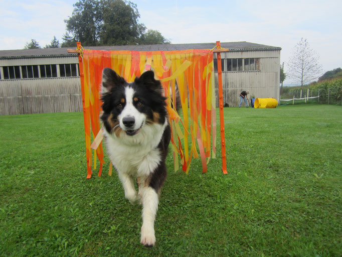 Hundeplausch/Plauschgruppe © Hundeschule gooddog