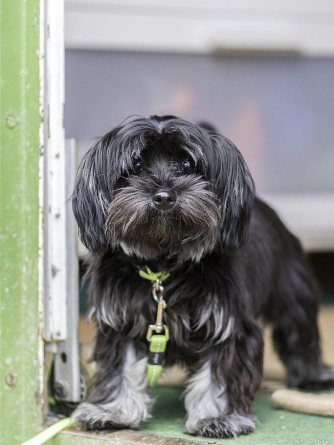 Zwergligruppe/Zwerghunde © Hundeschule gooddog