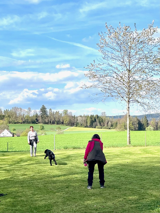 Begleithund/Obedience © Hundeschule gooddog