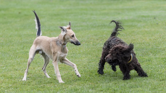 Erziehungskurs © Hundeschule gooddog