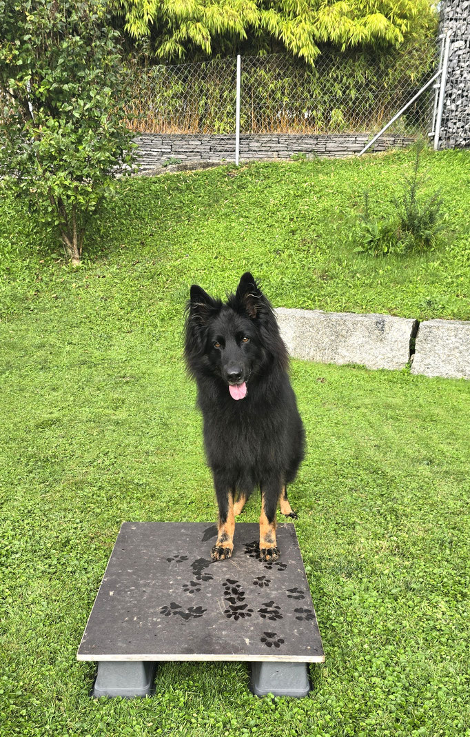 SpassSport © Hundeschule gooddog