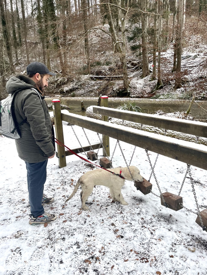 Welpentreffs Bläsimühle © Hundeschule gooddog