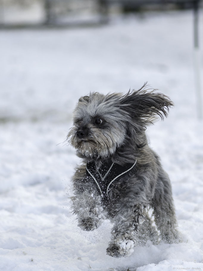 Zwergligruppe/Zwerghunde © Hundeschule gooddog
