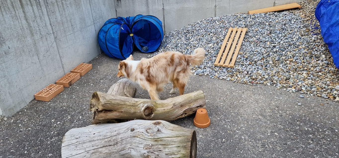 Objektsuche © Hundeschule gooddog