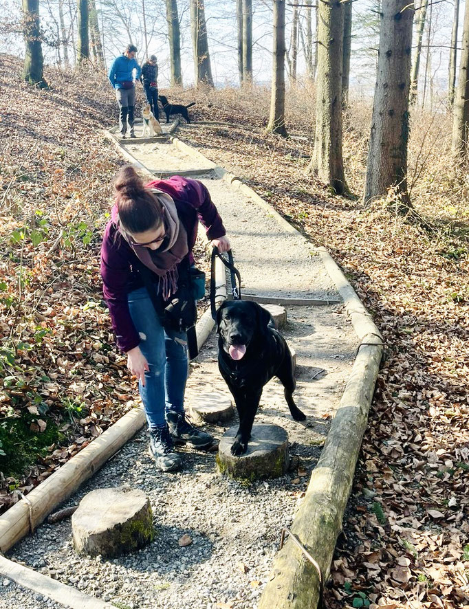 Lernspaziergänge © Hundeschule gooddog