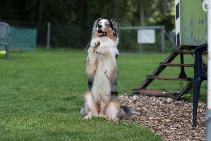 Clicker-Training © Hundeschule gooddog