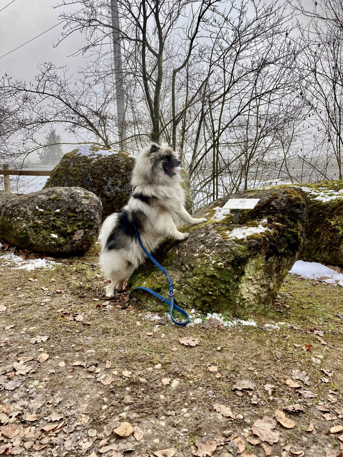 Lernspaziergänge © Hundeschule gooddog