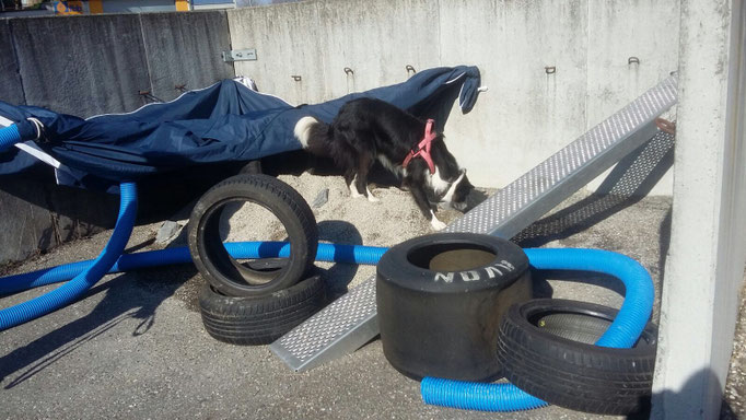 Objektsuche © Hundeschule gooddog