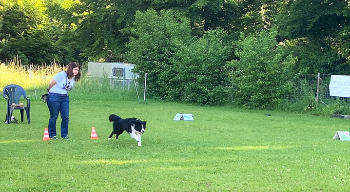 Begleithund/Obedience © Hundeschule gooddog