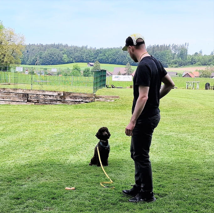 Anti-Giftköder-Kurs @ Hundeschule gooddog