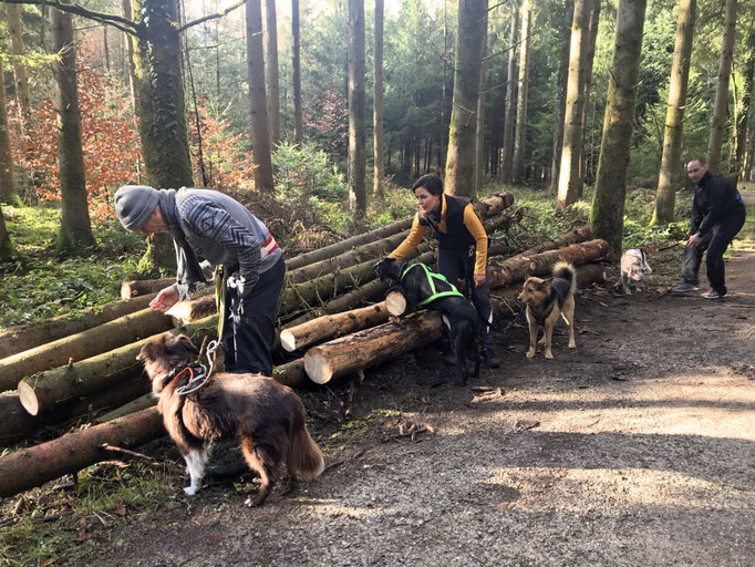 Dog Bootcamp Welpenschule/Hundeschule Zürcher Oberland