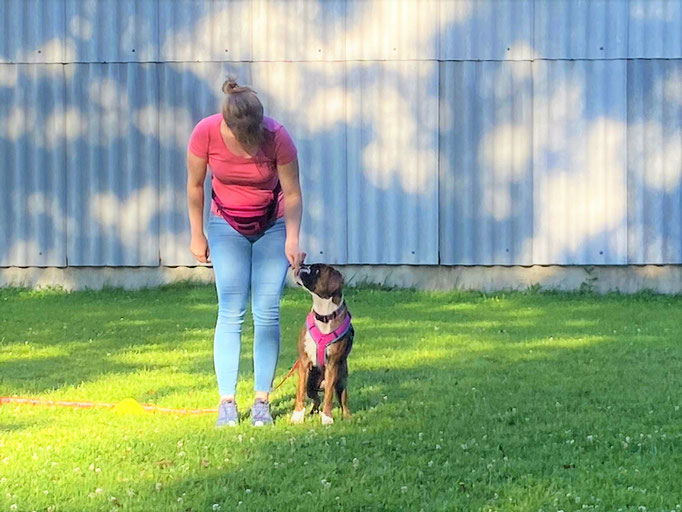 Begleithund/Obedience © Hundeschule gooddog