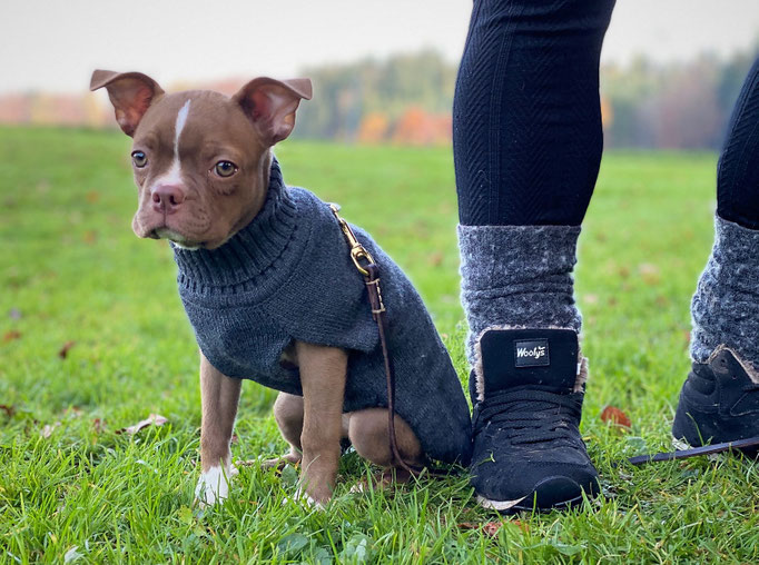 Zwergligruppe/Zwerghunde © Hundeschule gooddog
