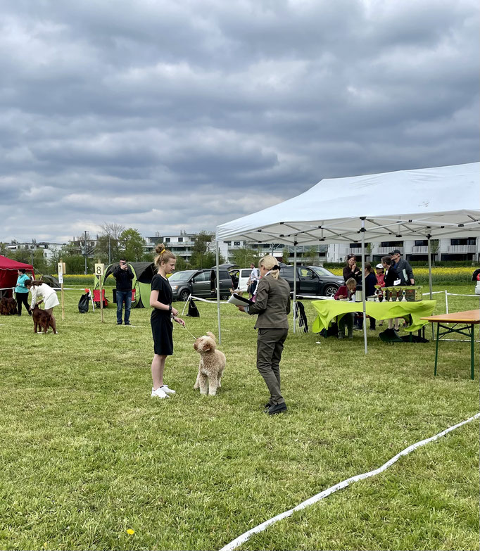 Ringtraining © Hundeschule gooddog