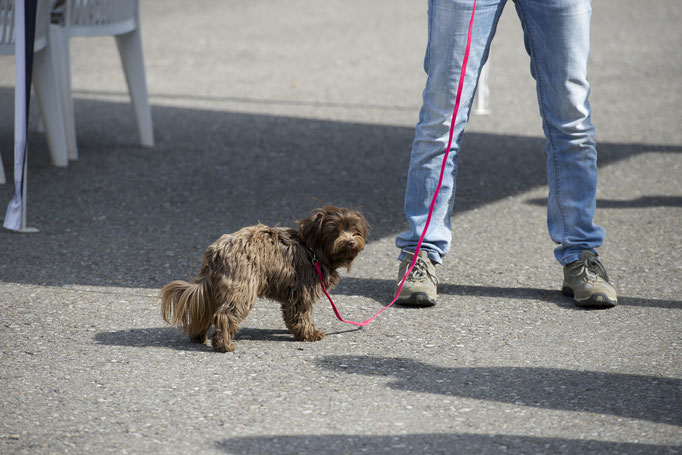 Mentaltraining für Hundehalter/innen (c) Hundeschule gooddog