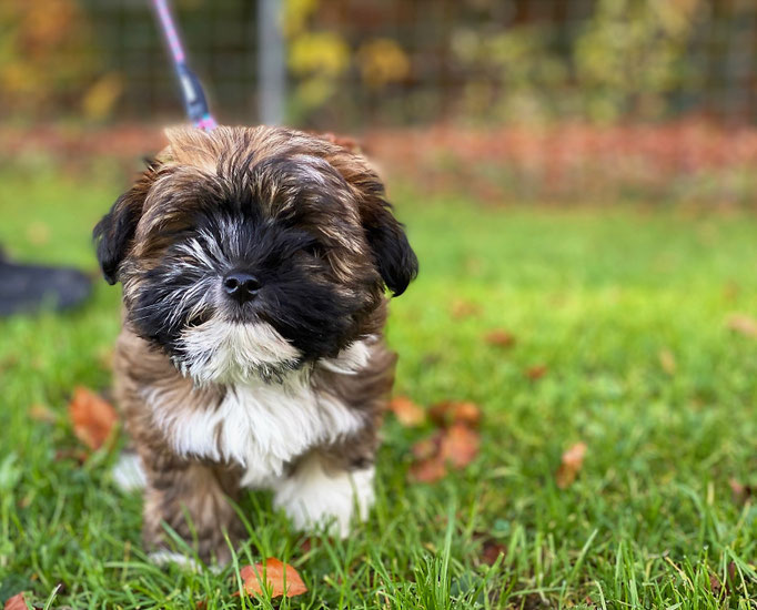 Zwergligruppe/Zwerghunde © Hundeschule gooddog