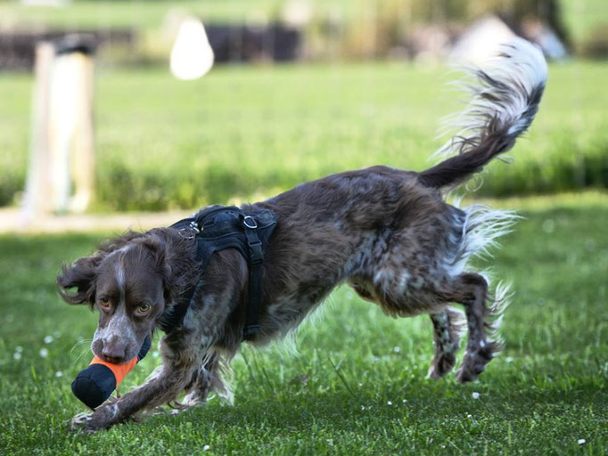 Spielen mit Hund © Hundeschule gooddog