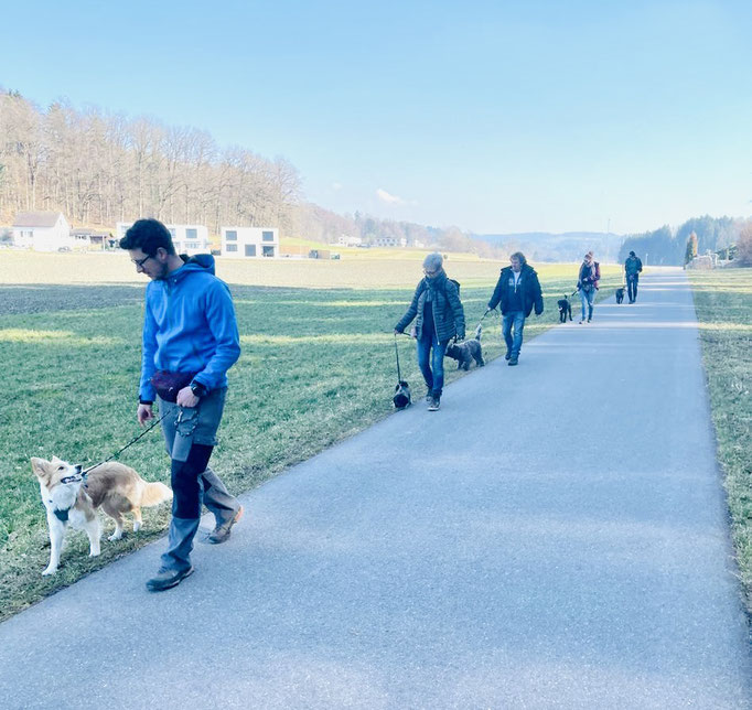 Lernspaziergänge © Hundeschule gooddog