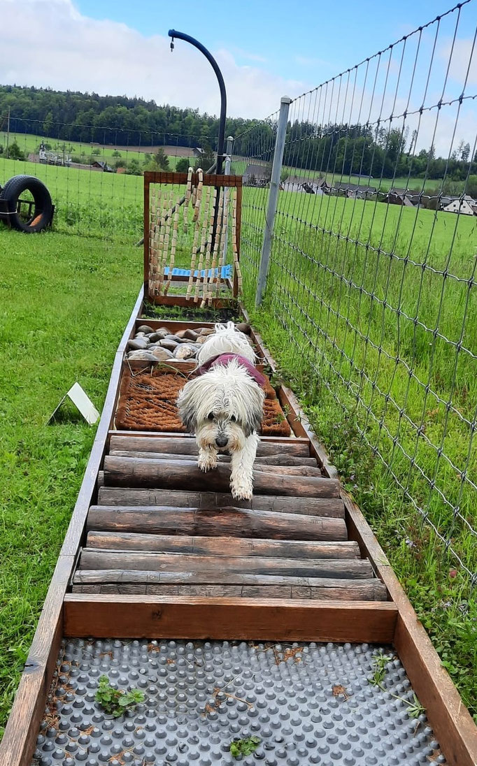 Hundeplausch/Plauschgruppe © Hundeschule gooddog