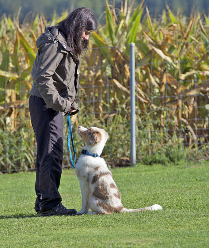 Junghundekurs © Hundeschule gooddog