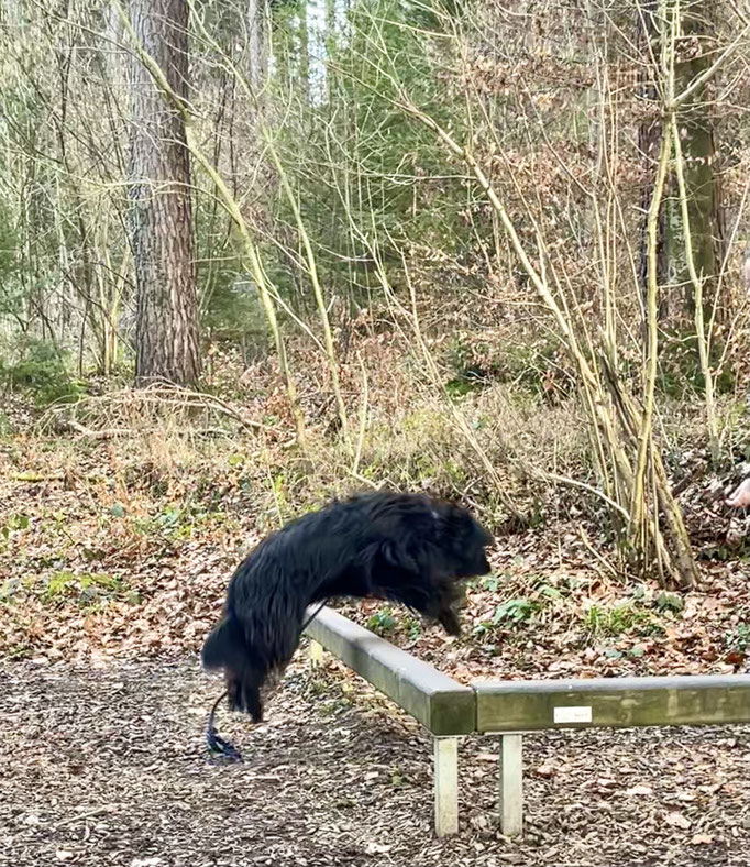 Lernspaziergänge © Hundeschule gooddog