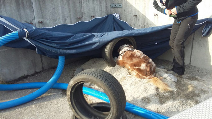 Objektsuche © Hundeschule gooddog