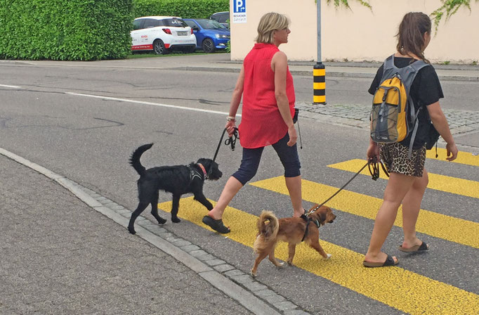 Junghundekurs/Stadttraining © Hundeschule gooddog