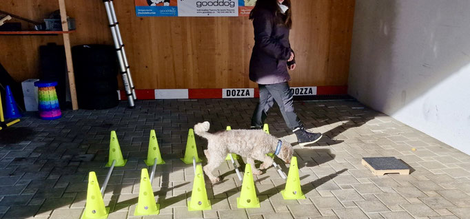Fitness Loops © Hundeschule gooddog