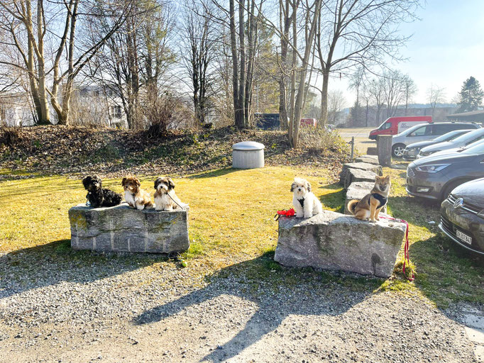 Zwergligruppe/Zwerghunde © Hundeschule gooddog