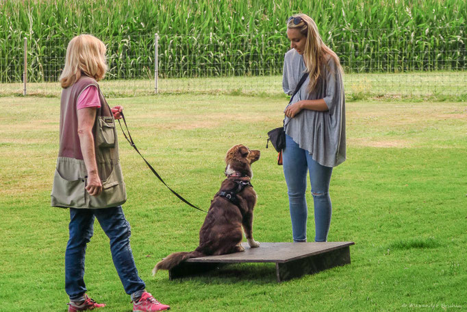 Junghundekurs © Hundeschule gooddog