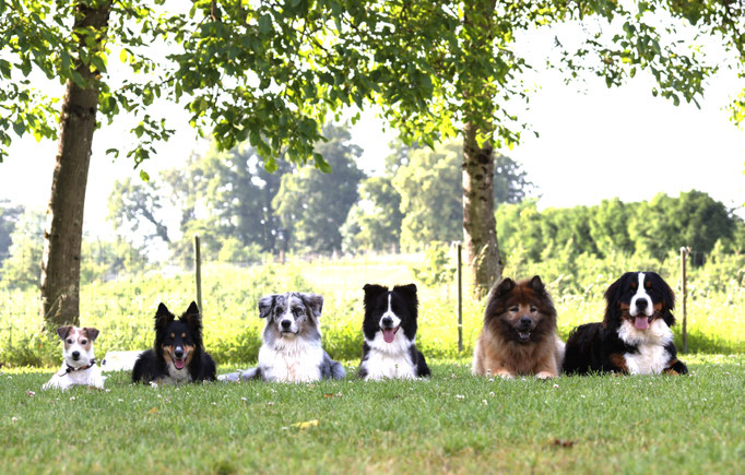 Begleithund/Obedience © Hundeschule gooddog